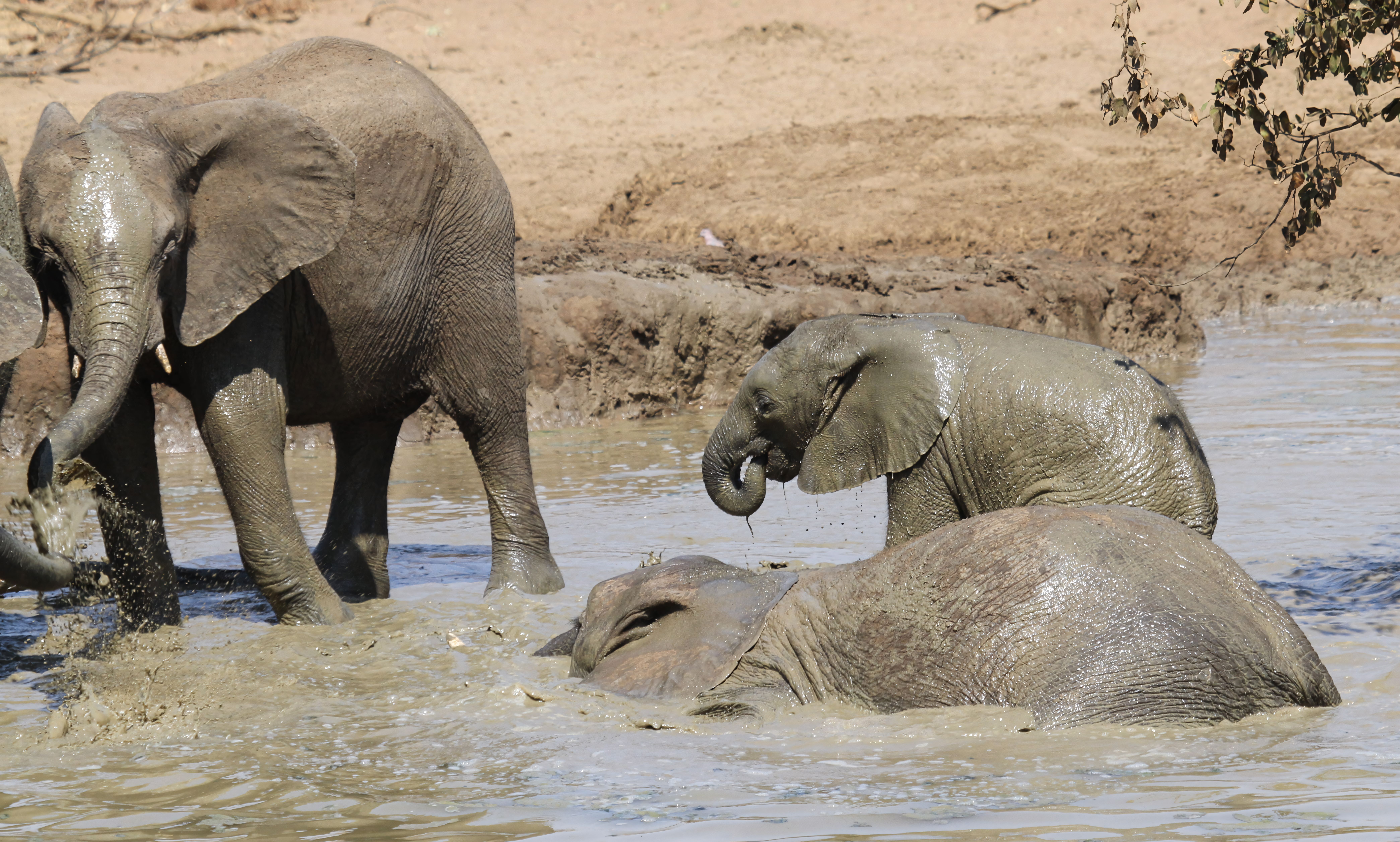African Elephants Enjoying Mud Bath in Nature · Free Stock Photo