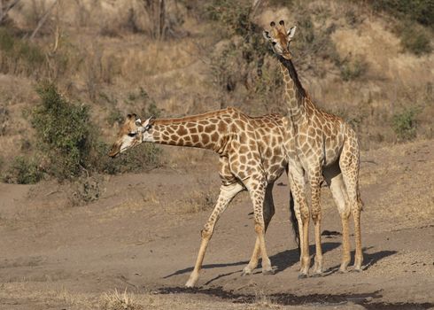Two giraffes walking gracefully in the scenic landscape of Kruger National Park, showcasing their distinct patterns.
