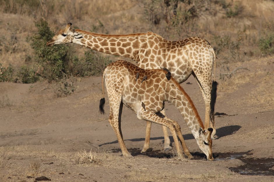 Two giraffes in their natural habitat at Kruger National Park, South Africa.