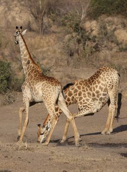 Two giraffes roam the African savanna under the bright sun.