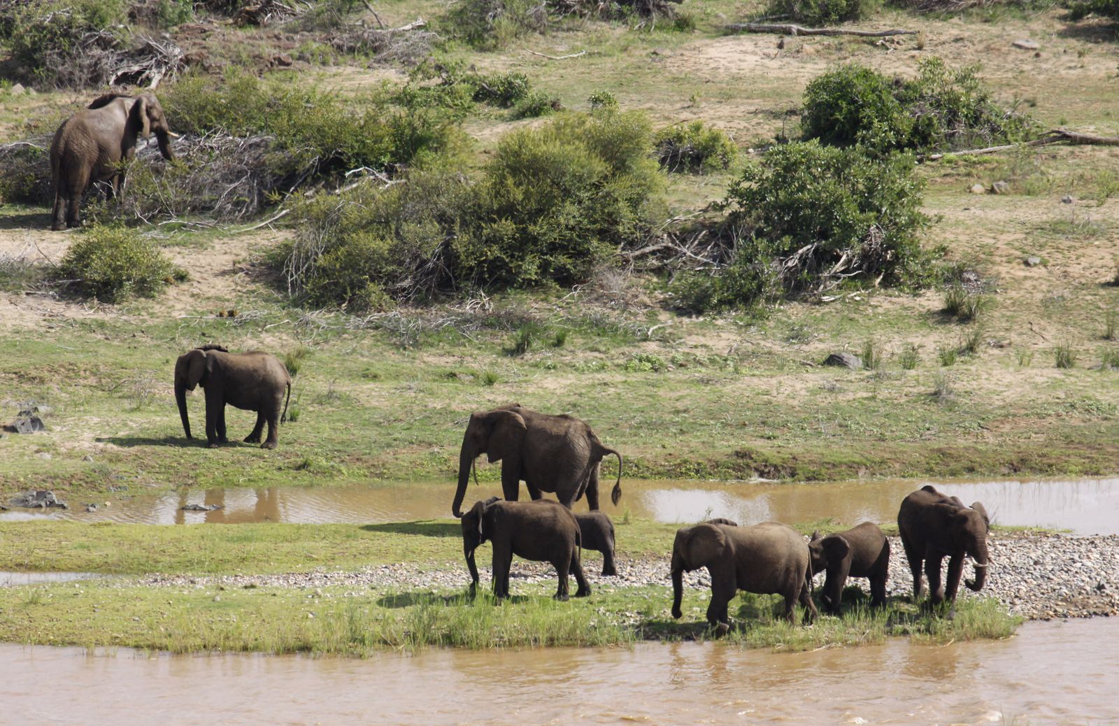 Kruger National Park elephant herd at river crossing