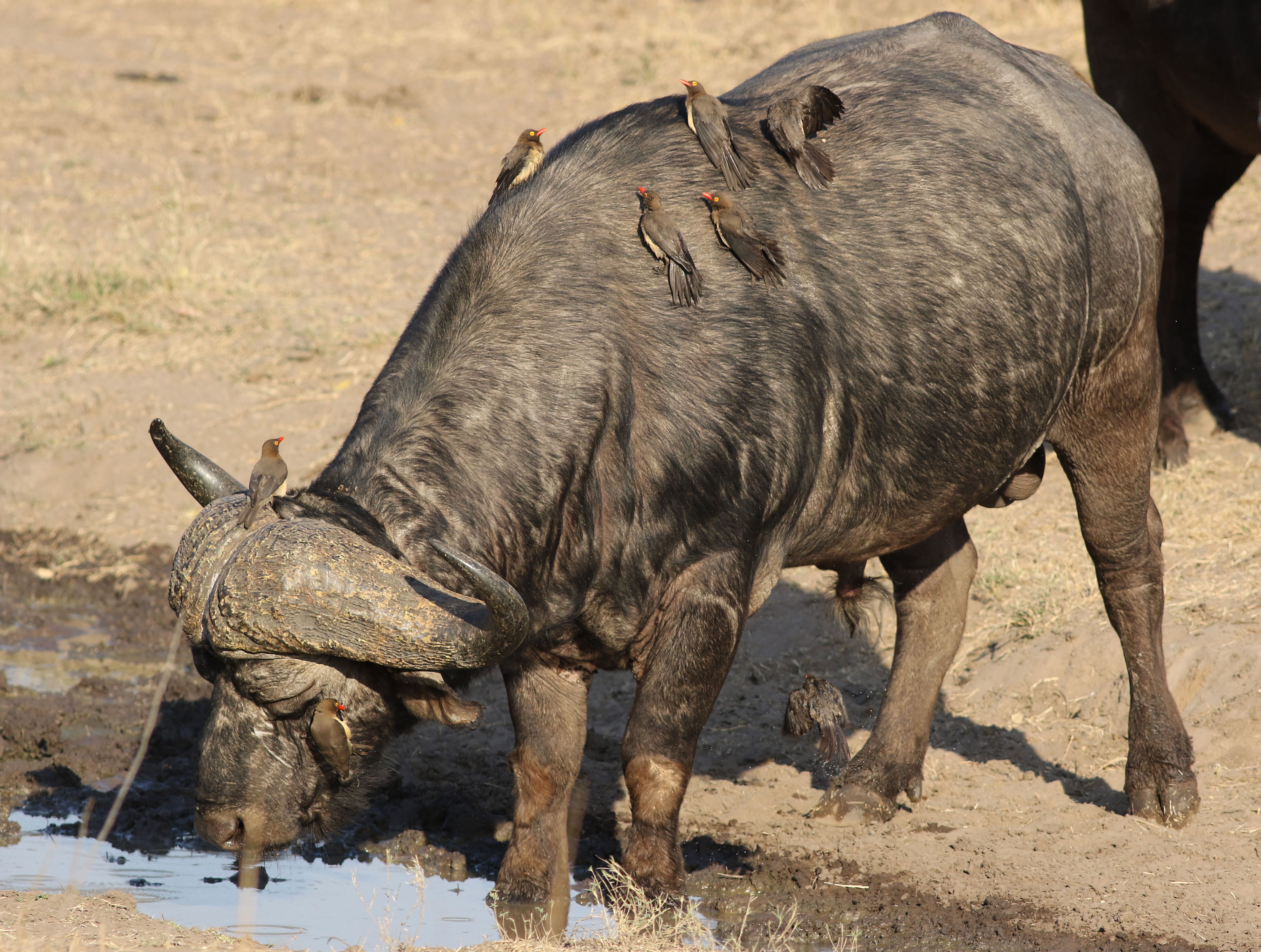 Cape buffalo with red billed oxpeckers in africa, Togo