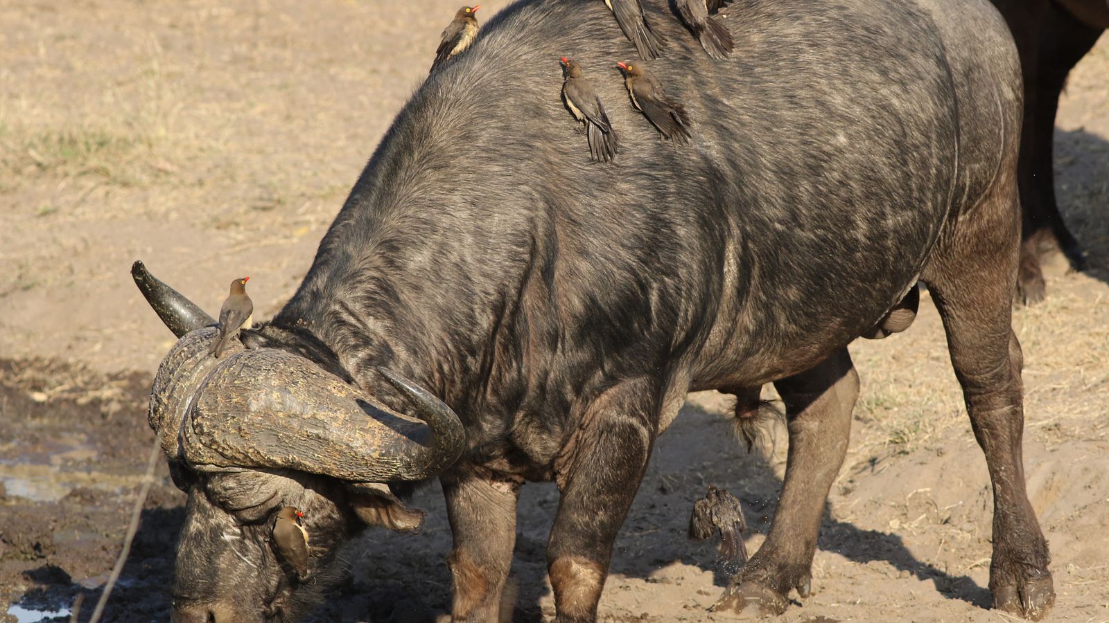 Cape buffalo with red billed oxpeckers in africa, Togo