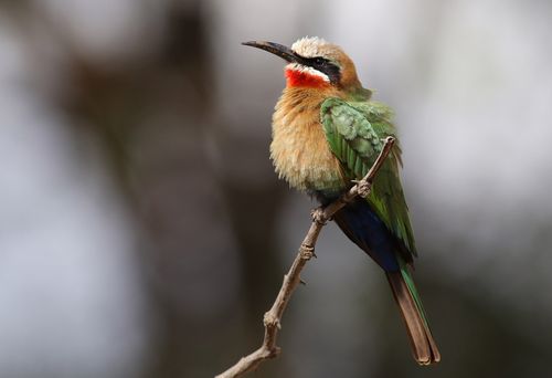 Free Close-up of a vibrant white-fronted bee-eater on a branch in natural sunlight. Stock Photo
