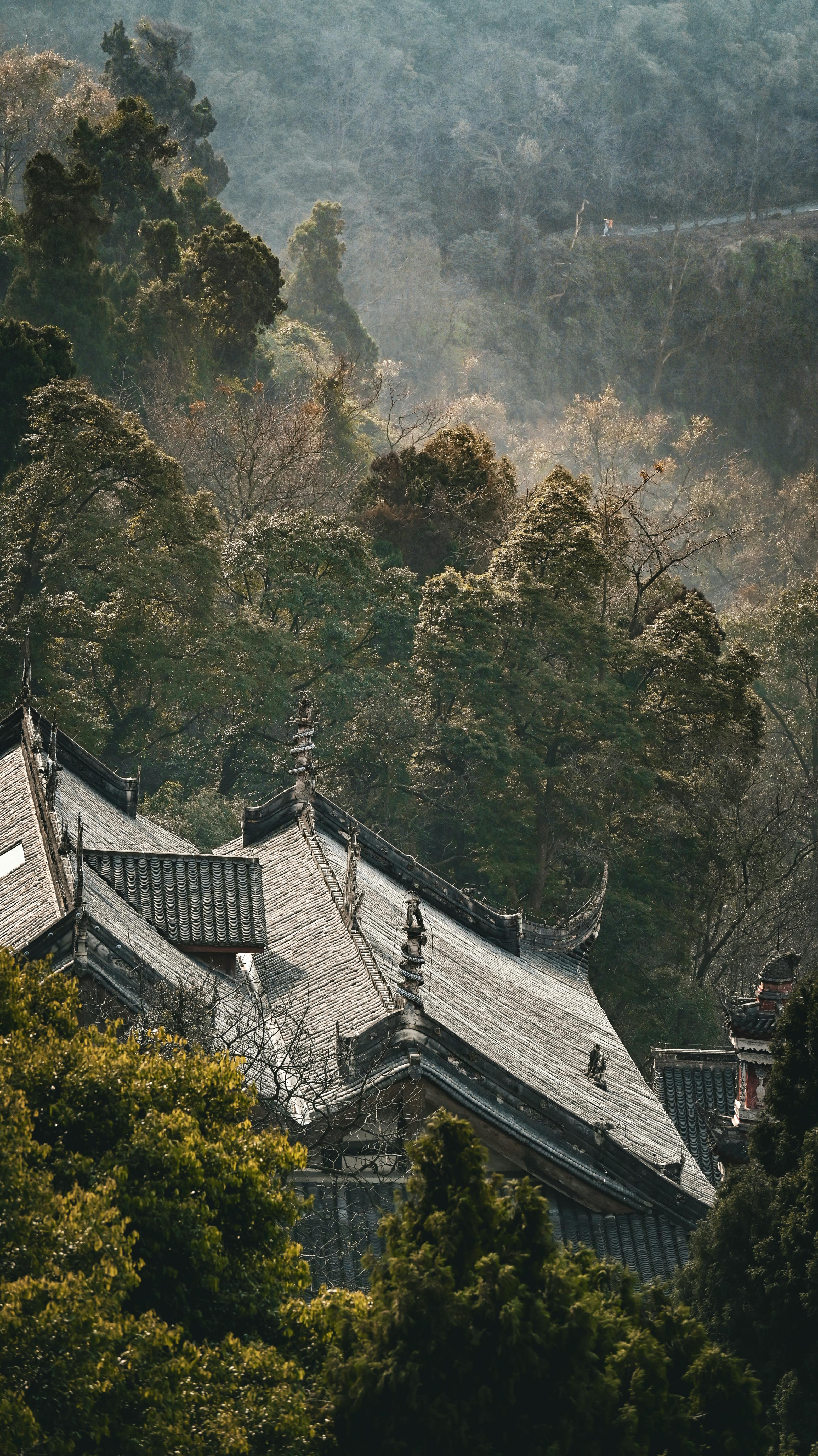Serene view of traditional Chinese roofs surrounded by lush forest greenery, capturing cultural heritage and nature.
