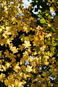 Vibrant yellow maple leaves in autumn sunlight, creating a warm, natural scene.