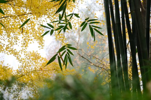 Free Bamboo and yellow gingko leaves blend beautifully, capturing the essence of autumn outdoors. Stock Photo