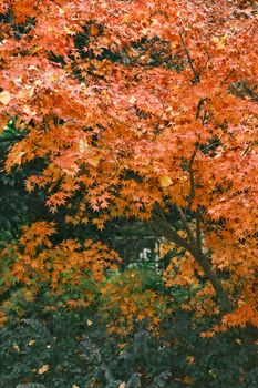Beautiful orange Japanese maple leaves in autumn, showcasing seasonal change.