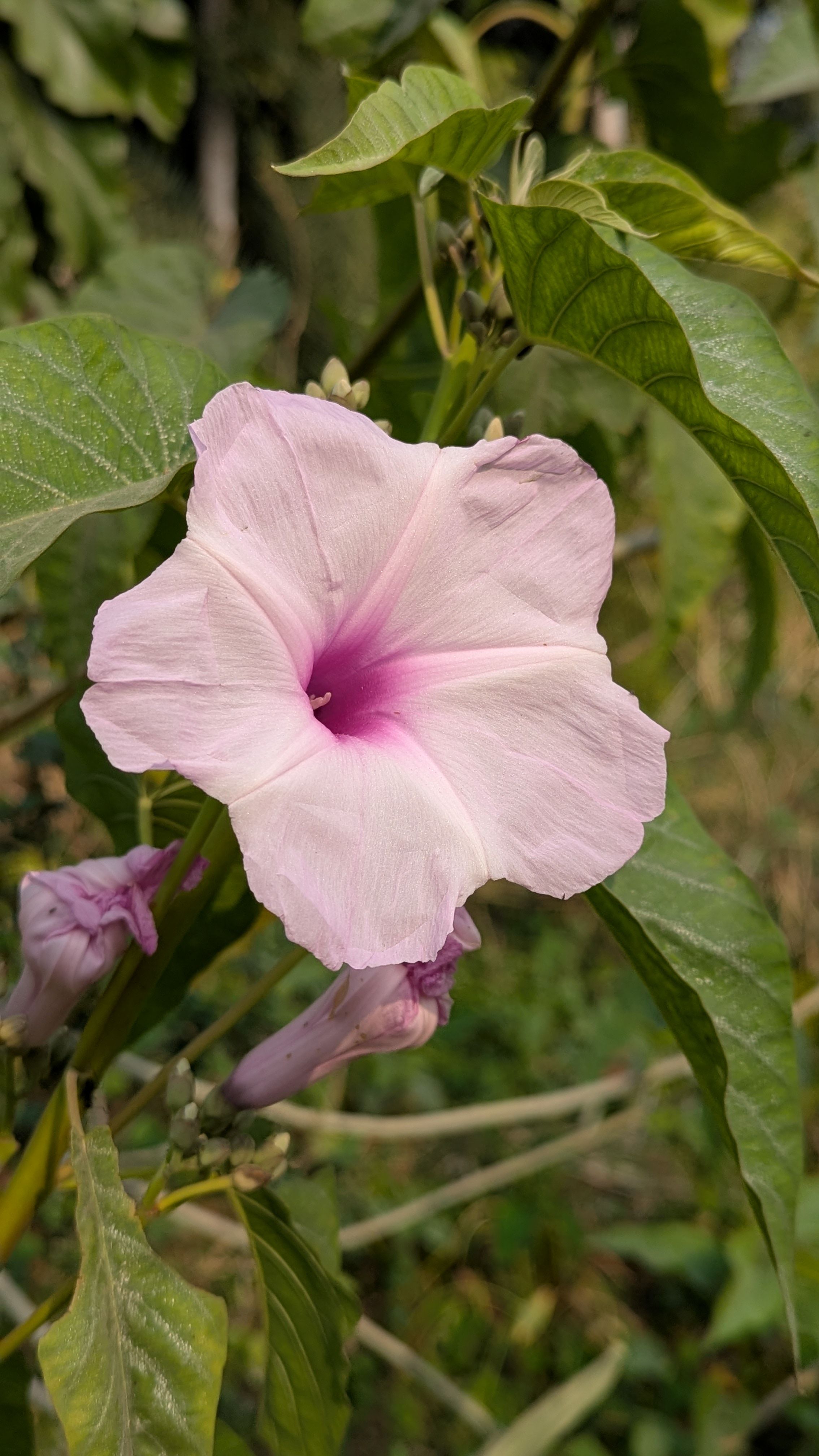 Close-up of a pink morning glory flower blooming in a garden setting, showcasing its delicate petals.