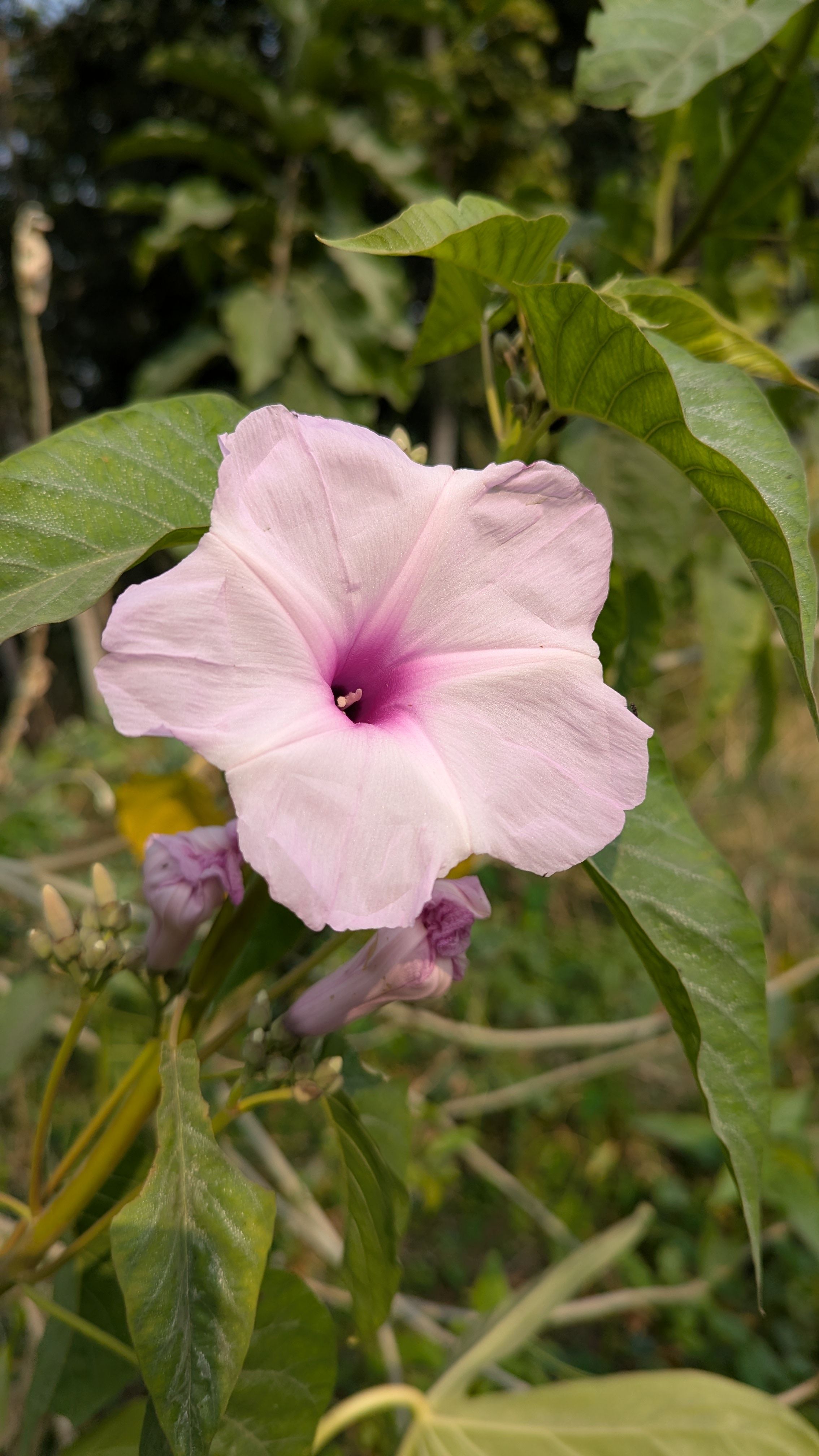 Close-up of a pink morning glory flower showcasing vibrant petals amidst green foliage.