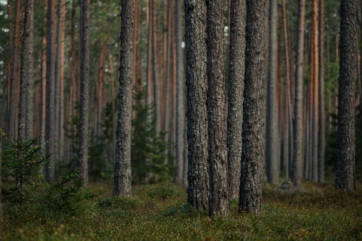 A tranquil view of a dense pine forest showcasing tall, straight tree trunks.