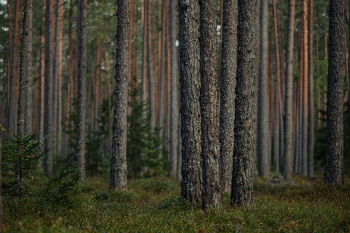Free A tranquil view of a dense pine forest showcasing tall, straight tree trunks. Stock Photo