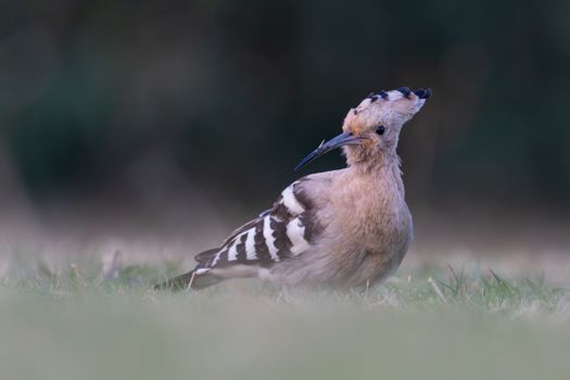 A beautiful Eurasian Hoopoe (Upupa epops) with distinctive plumage sits on grass in a natural setting.