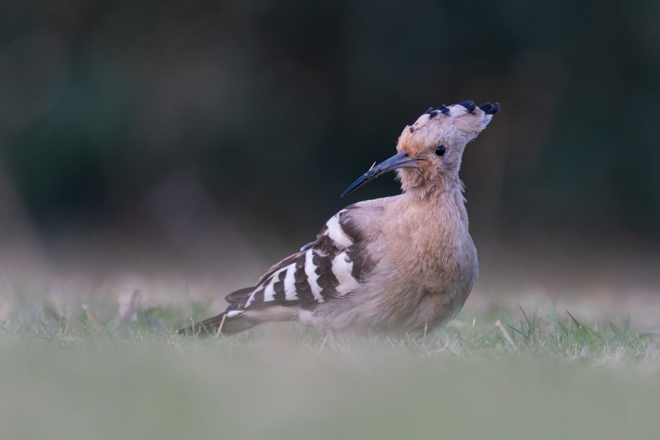 A beautiful Eurasian Hoopoe (Upupa epops) with distinctive plumage sits on grass in a natural setting.