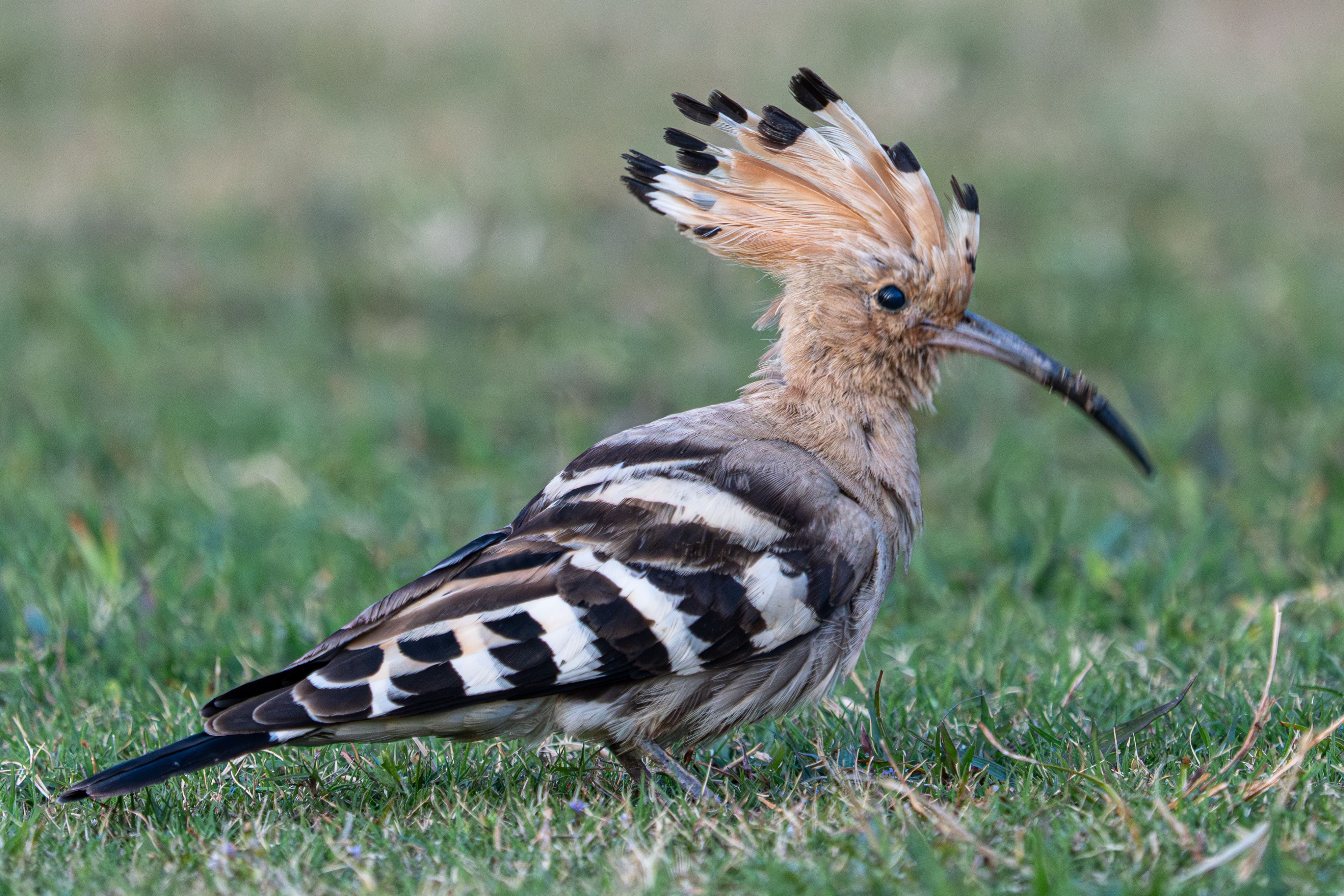 Eurasian Hoopoe on Grass with Crest Feathers · Free Stock Photo
