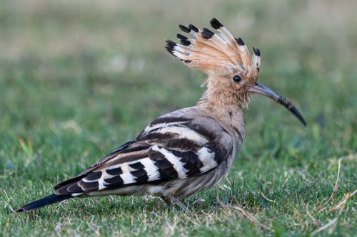 Free Close-up of Eurasian Hoopoe with its distinctive crest feathers spread on a green lawn. Stock Photo