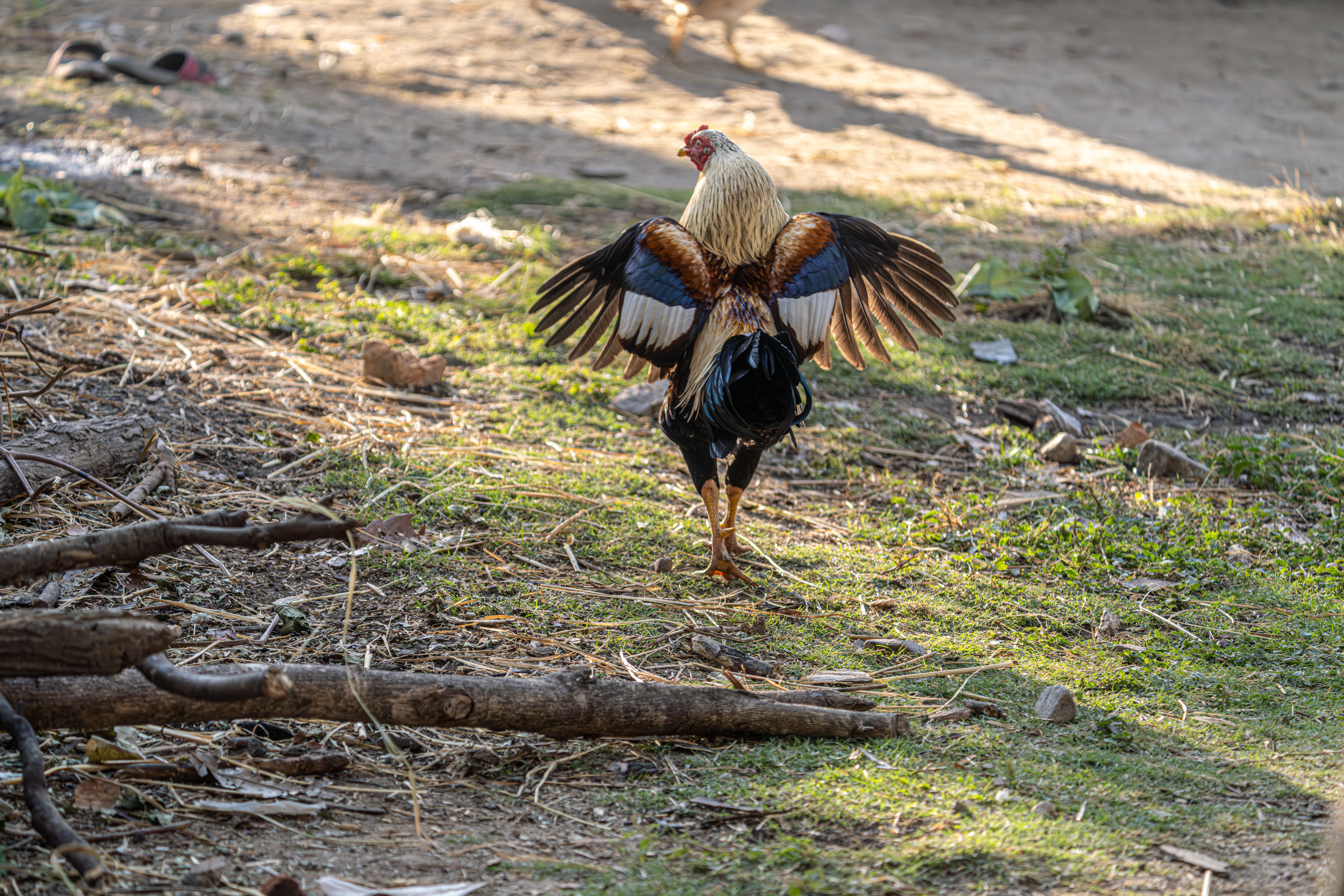 A rooster stretches its wings on a grassy area, showcasing vibrant feathers in natural light.