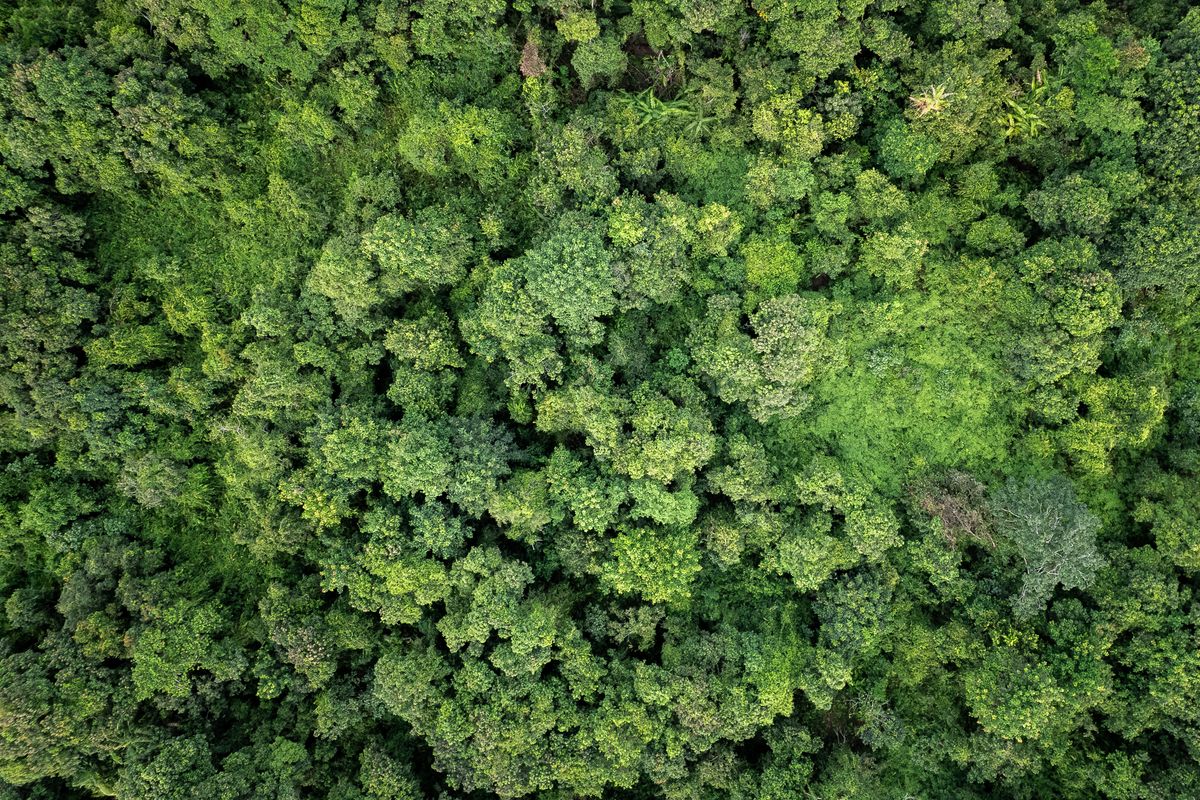 Puits de carbone : rôle des forêts françaises - Forêts, énergie et neutralité carbone : une responsabilité collective