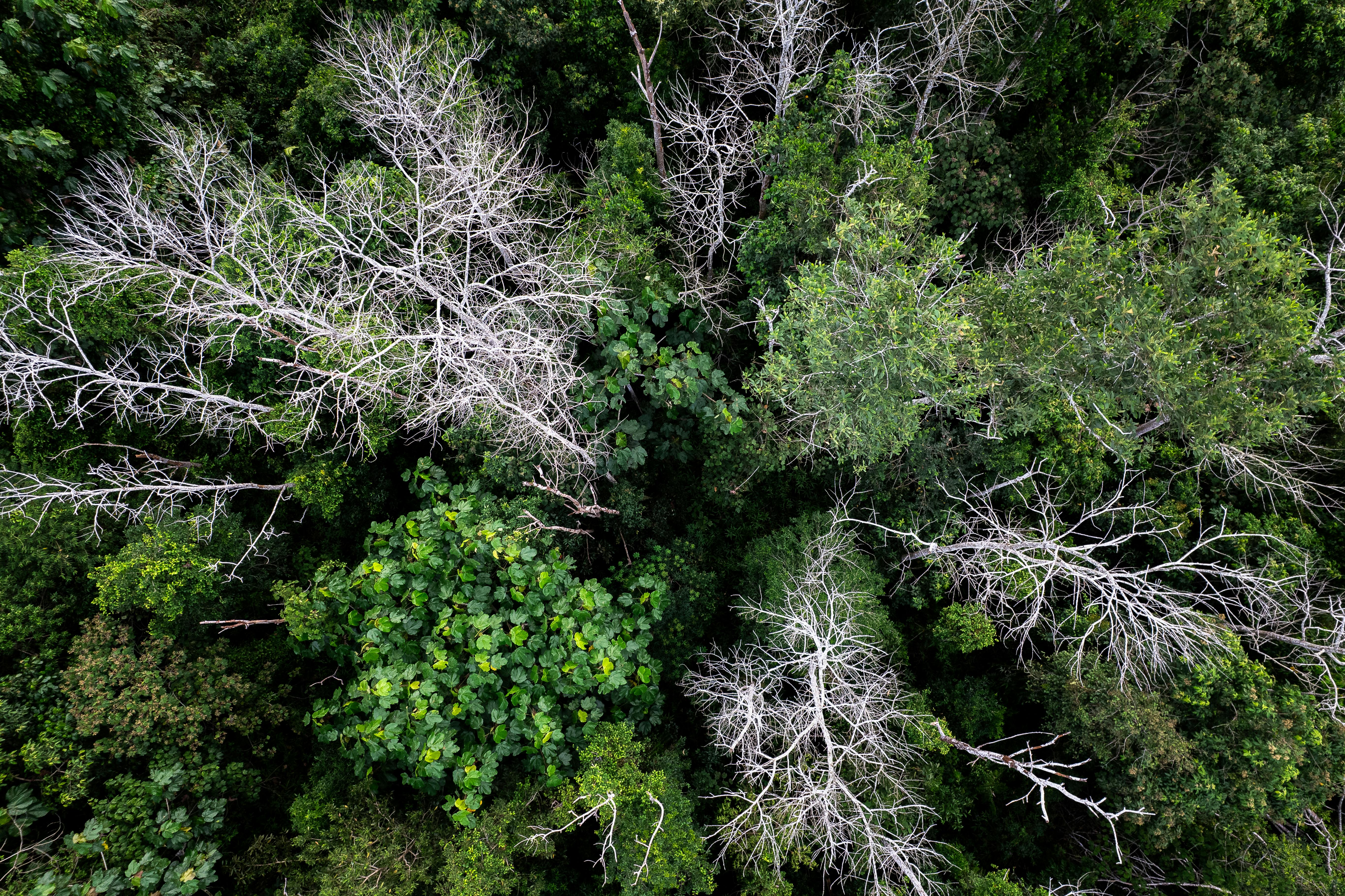 Extinção de plantas pode aumentar até 2100 mesmo com migração para novas regiões