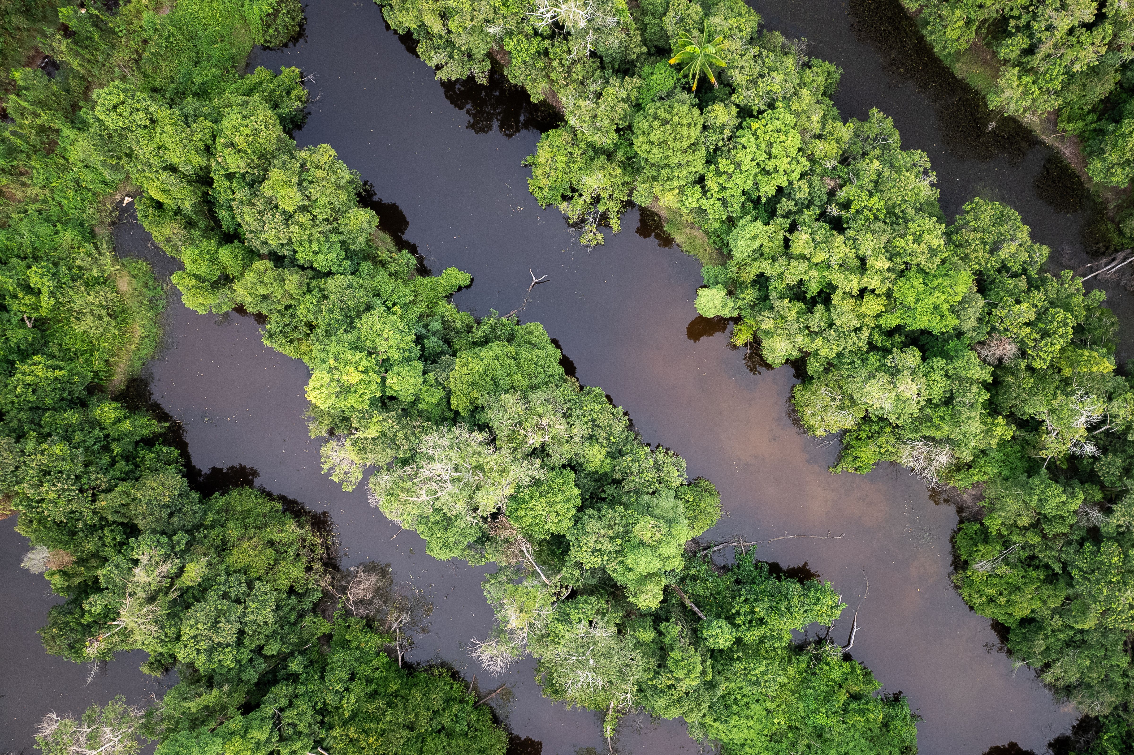 Aerial View of Lush Green Forest With River · Free Stock Photo