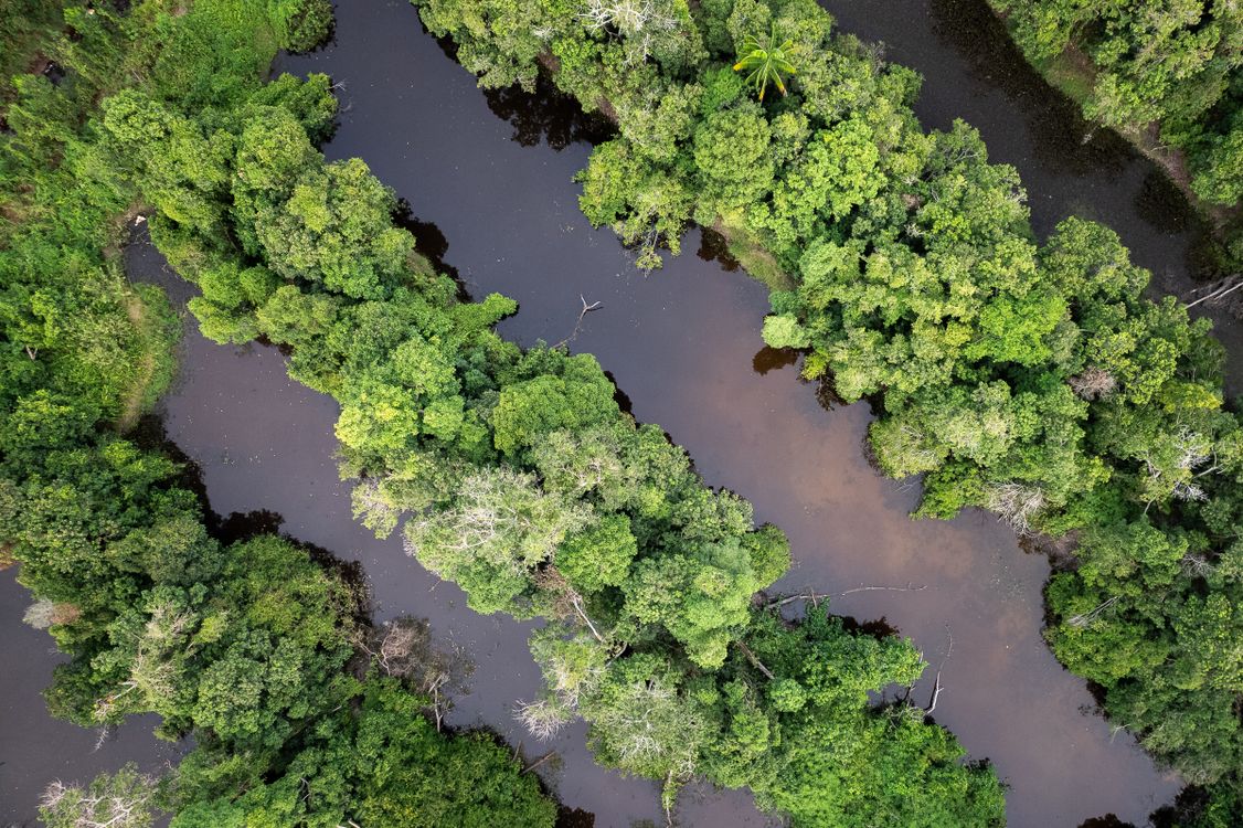 Aerial View of Lush Green Forest With River · Free Stock Photo
