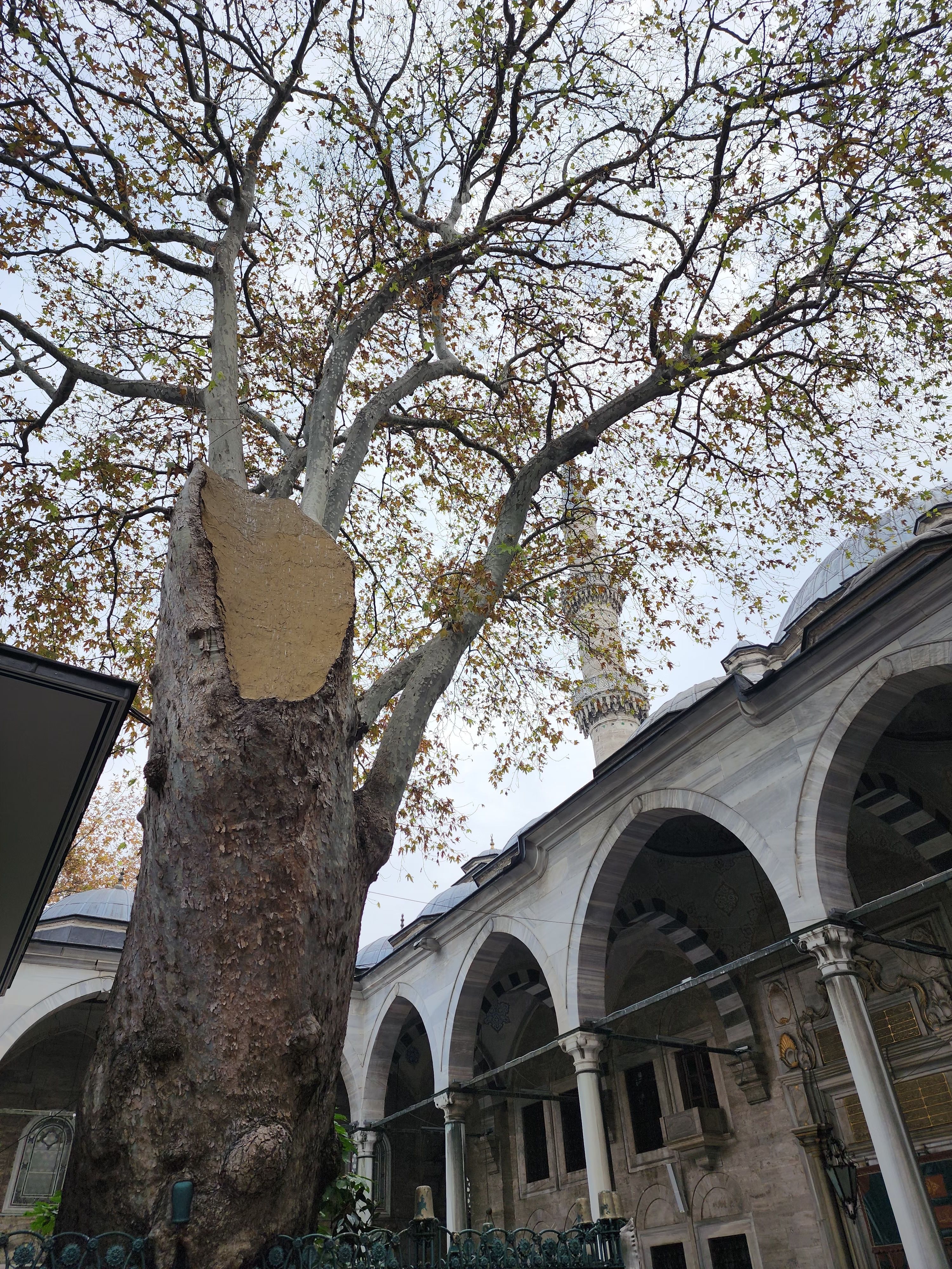 Historic Mosque Courtyard with Leafless Tree · Free Stock Photo