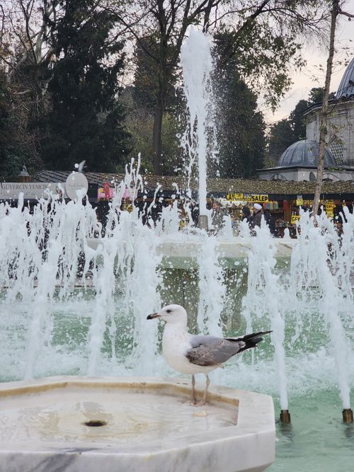 Free A seagull perched on a fountain with water jets in a city park setting. Stock Photo