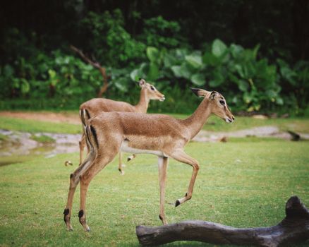 Two antelopes gracefully roam a lush, green field with a forest backdrop.