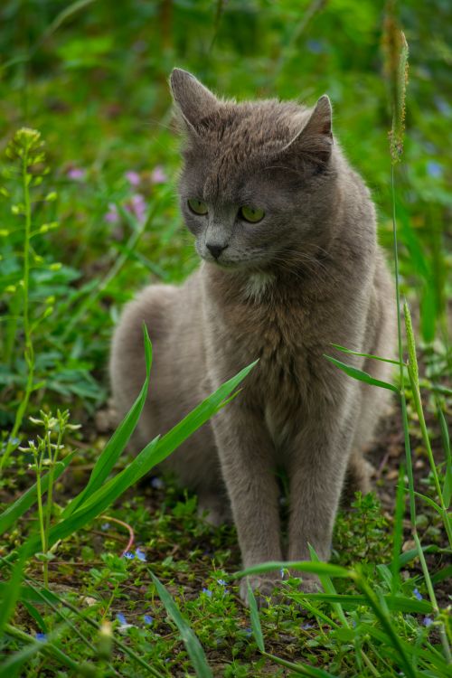 Free A gray cat sits calmly in a lush green garden surrounded by grass and wildflowers. Stock Photo