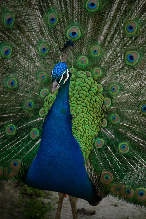 Free Beautiful peacock showcasing its colorful vibrant feathers in a stunning display. Stock Photo