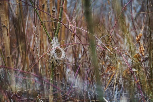 Free stock photo of bird nest, color, forest