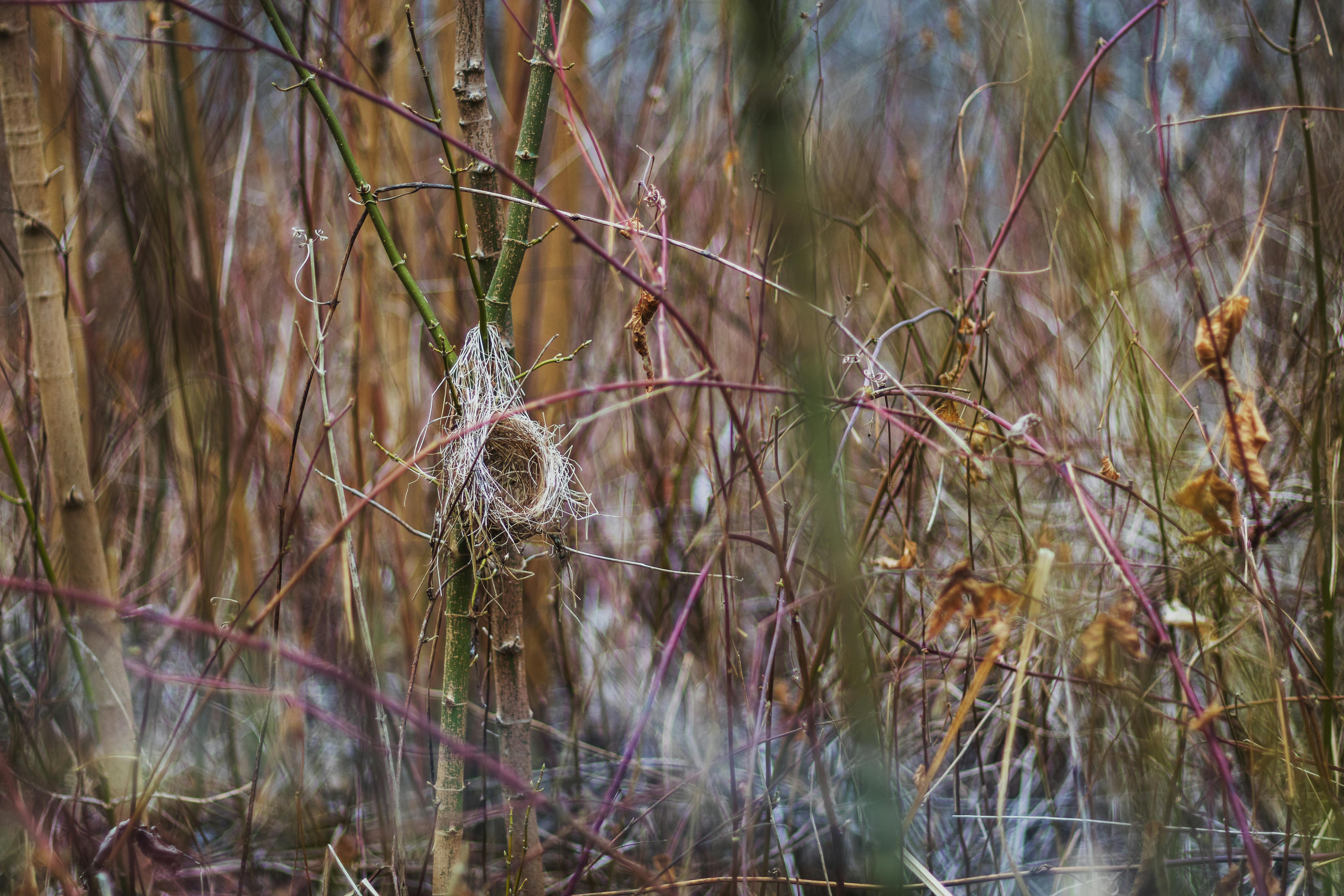 Free stock photo of bird nest, color, forest