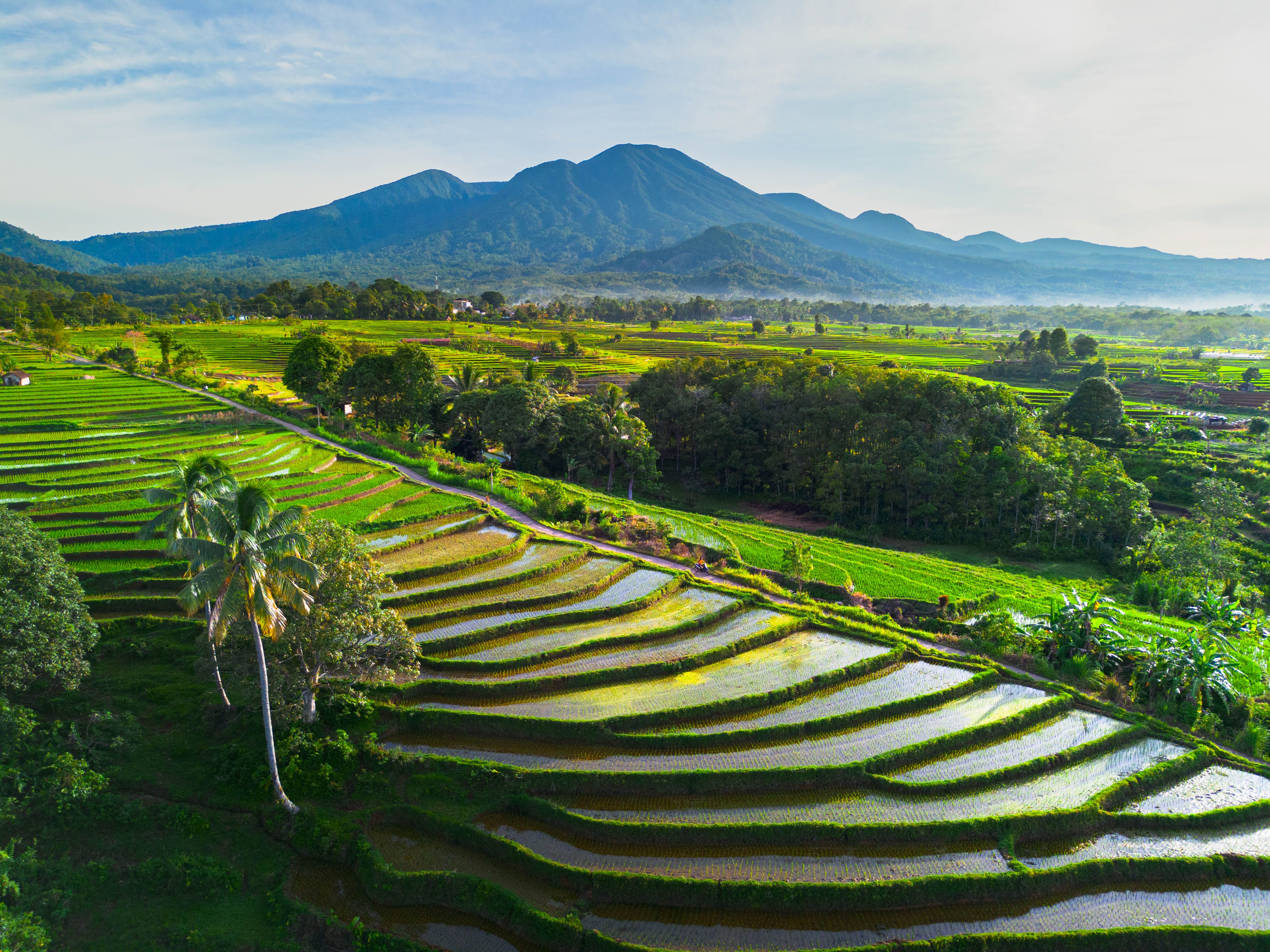 Scenic Rice Terraces in Bengkulu, Indonesia · Free Stock Photo
