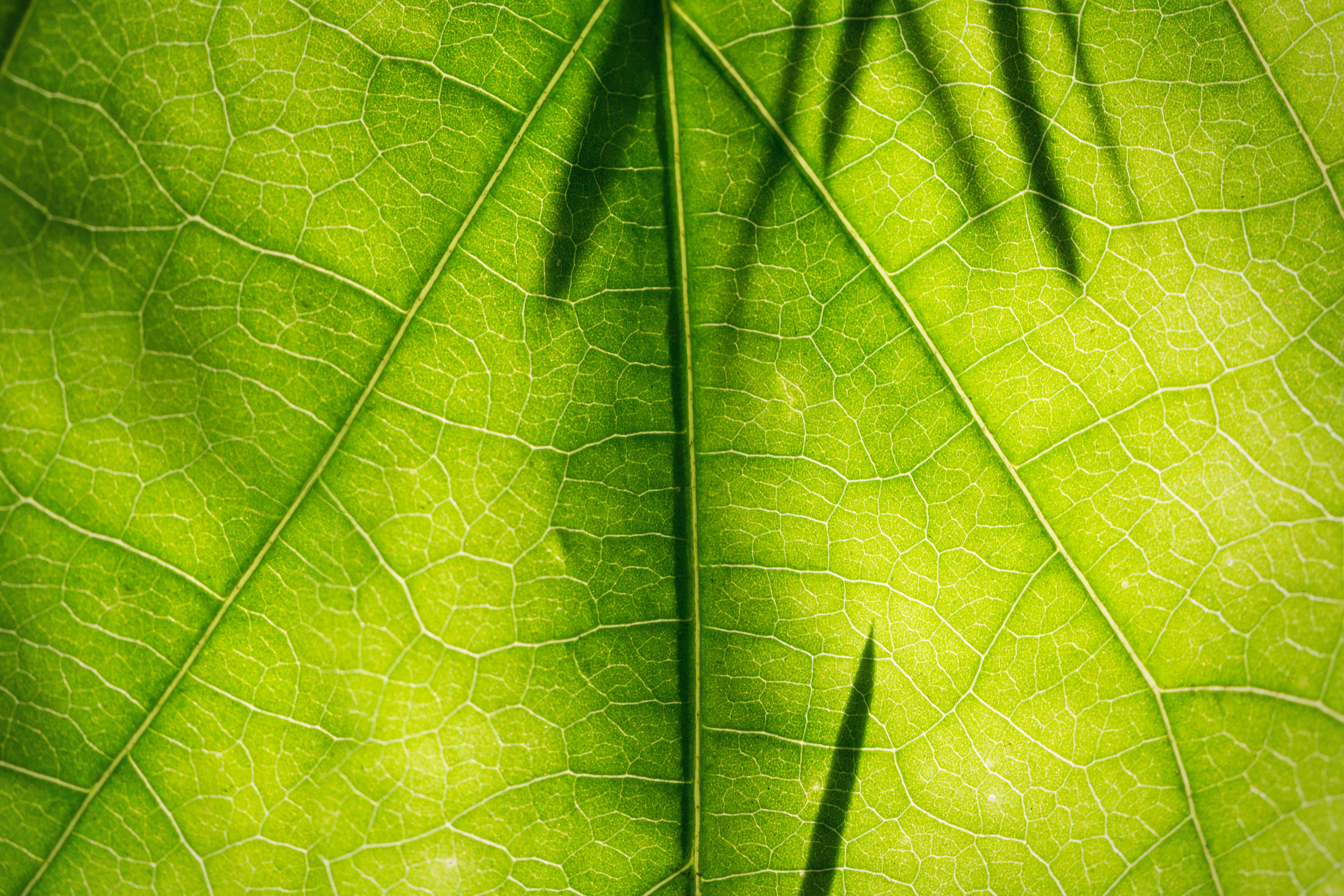 Екологія як бізнес: зелений тариф