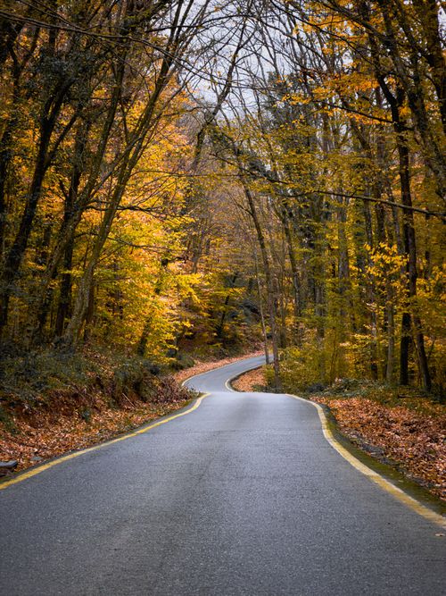 Free Scenic winding road surrounded by vibrant autumn foliage in a serene forest setting. Stock Photo