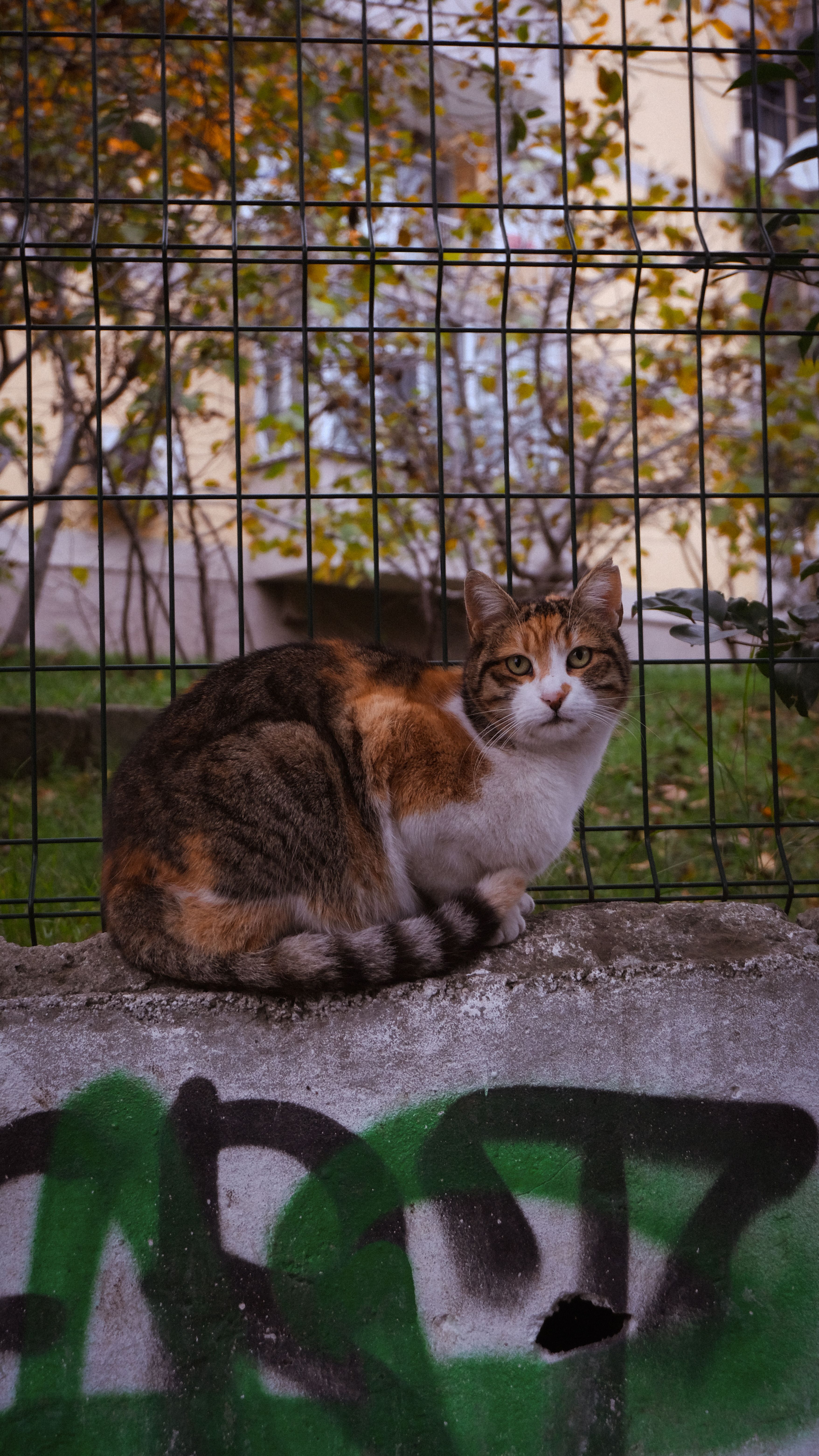 Tricolor Cat Sitting on Urban Concrete · Free Stock Photo