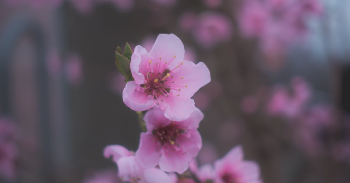 Free stock photo of bloom, branch, cold