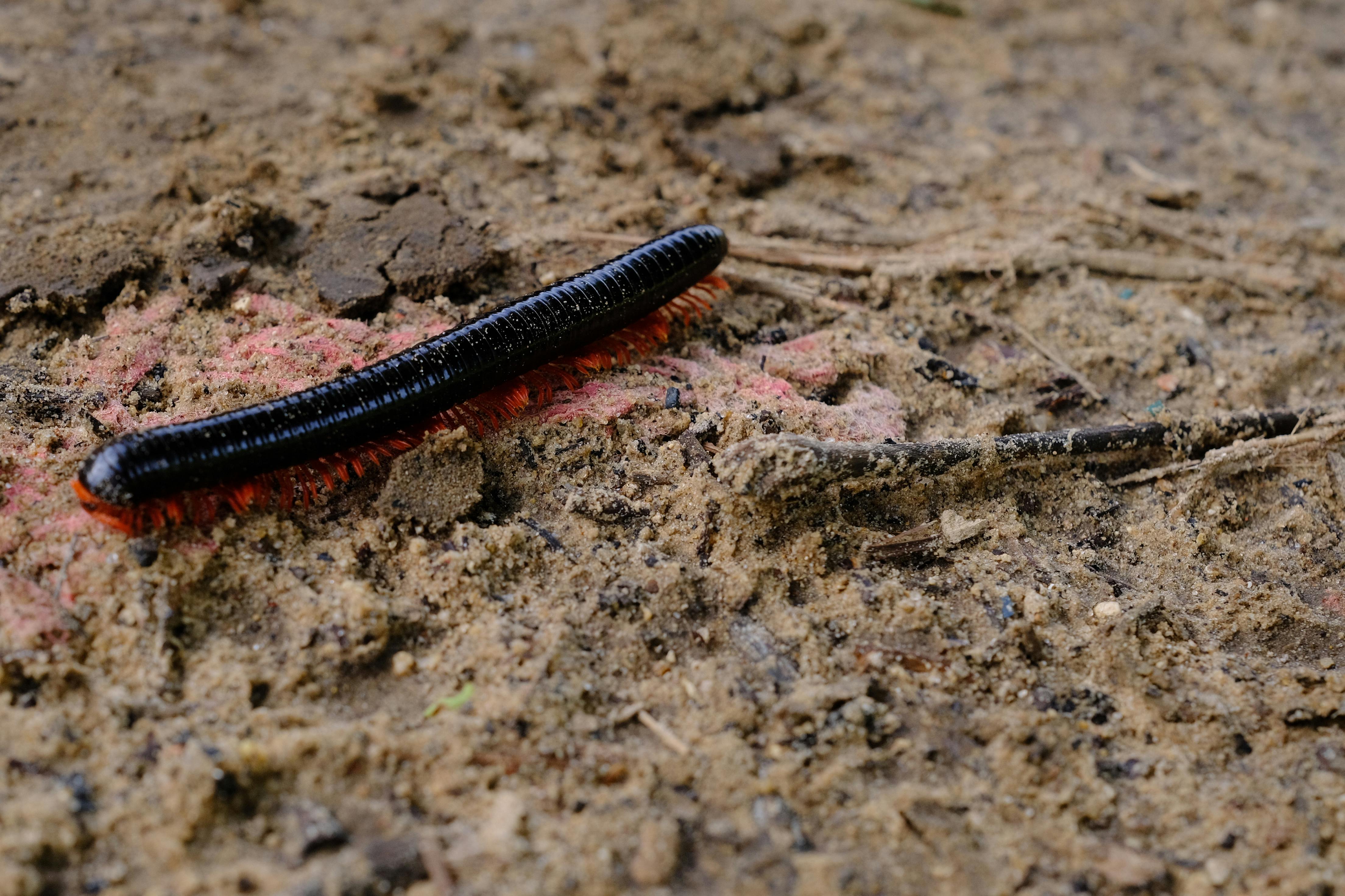 Top-Rated Millipede Control in Brookhaven, Georgia: Cost, Treatment & Tips 2 A cluster of millipedes crawling on leaf litter