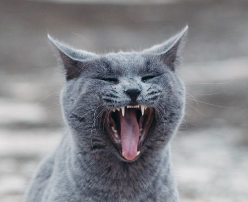 Free A gray cat yawning with its mouth wide open, displaying sharp teeth. Stock Photo