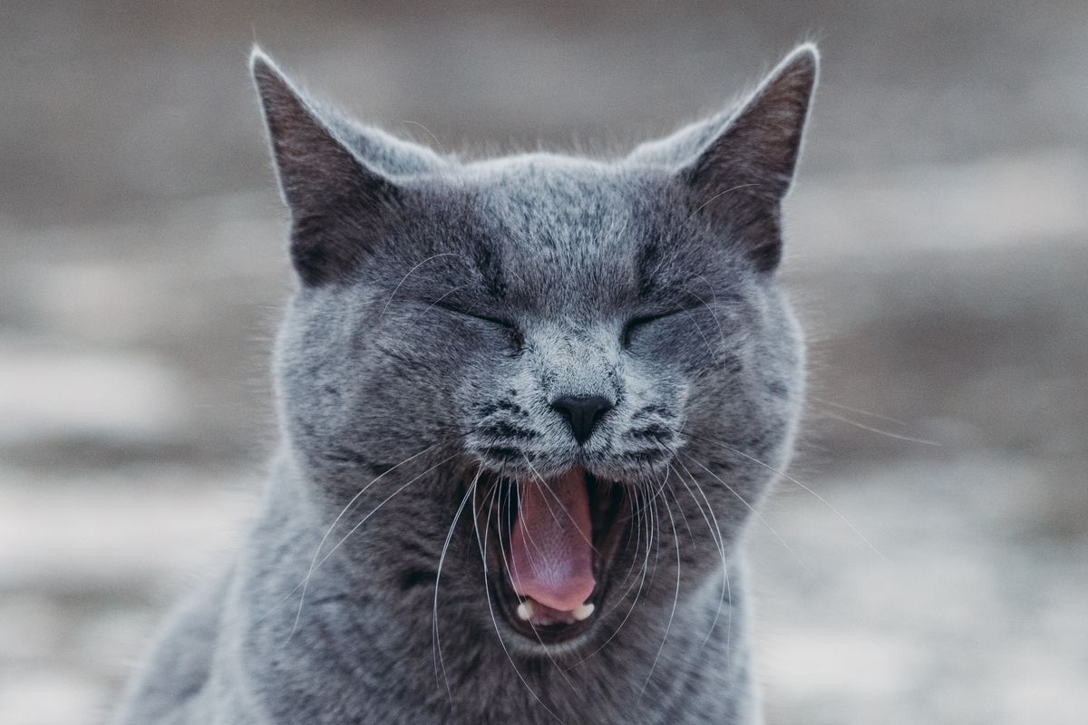 Chat qui respire vite : causes possibles - La fréquence respiratoire normale chez le chat : comment la vérifier et l’interpréter ?
