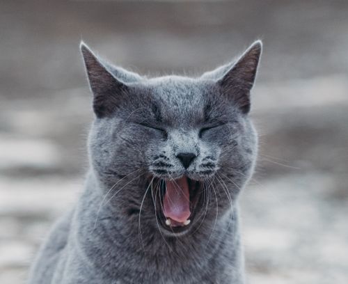 Free A close-up of a yawning gray cat with blurred background, showcasing its fur texture and expression. Stock Photo