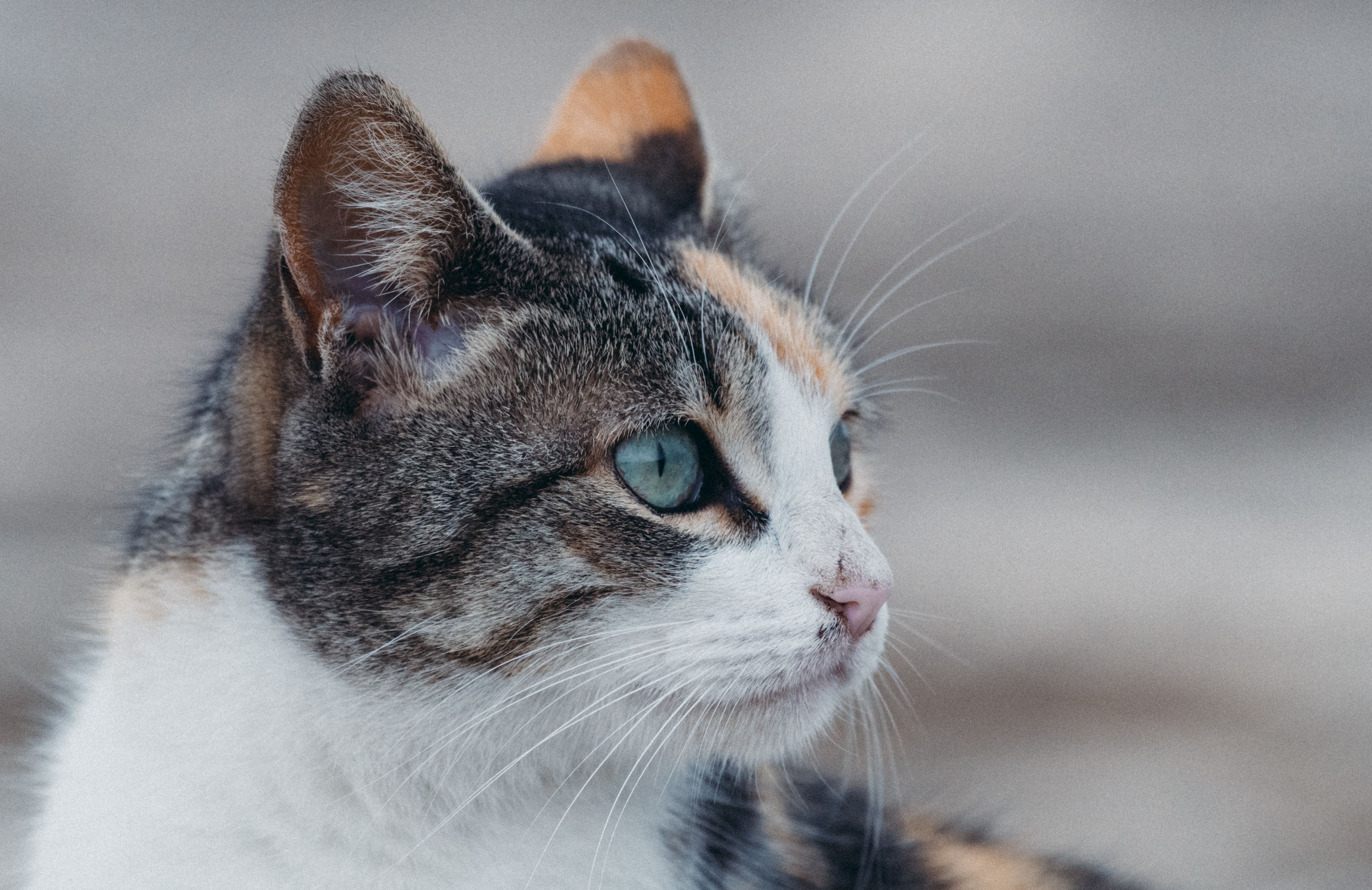 Veterinary care for a cat