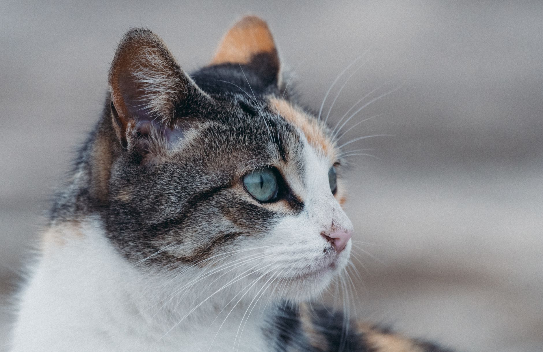 Veterinary care for a cat