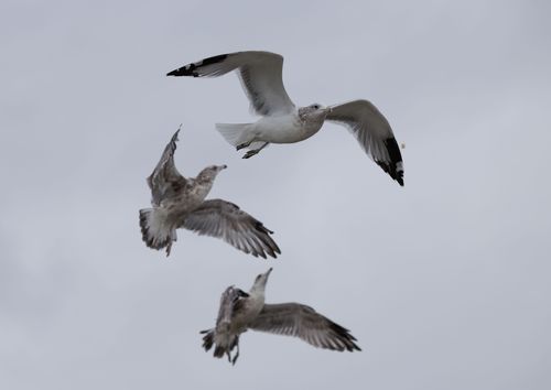 Free A group of three seagulls gracefully flying against a overcast sky, showcasing their natural beauty. Stock Photo
