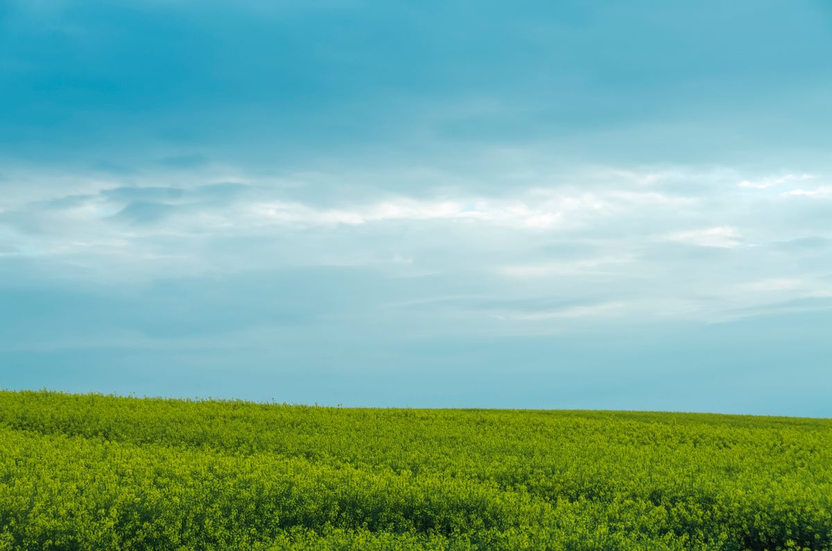 Green Grass Field Under Blue Sky · Free Stock Photo