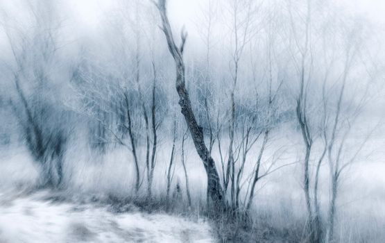 Ethereal winter scene capturing frozen trees in a misty wilderness.