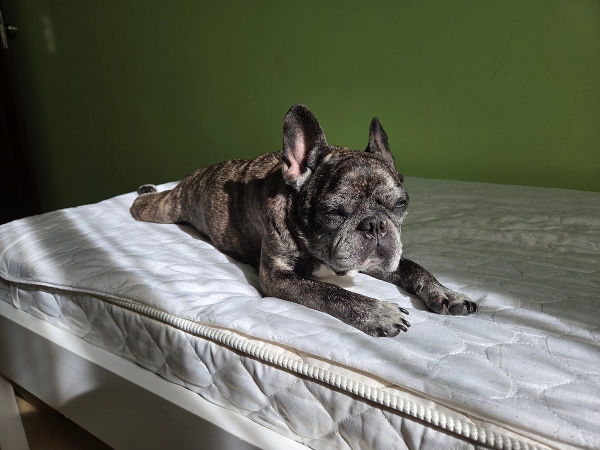 A relaxed dog rests on a bright bed while its overnight diaper setup is checked.