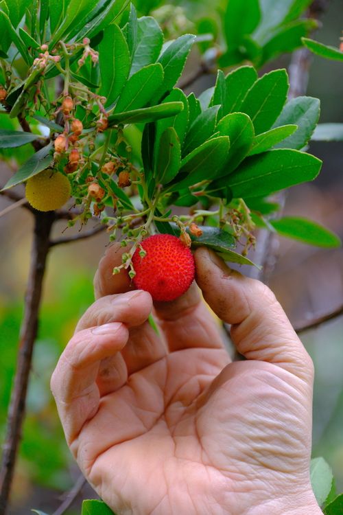 Free Close-up of a hand picking a ripe red fruit from a strawberry tree (Arbutus unedo) branch. Stock Photo