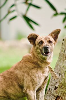 A brown dog sits beside a tree in a lush outdoor setting.