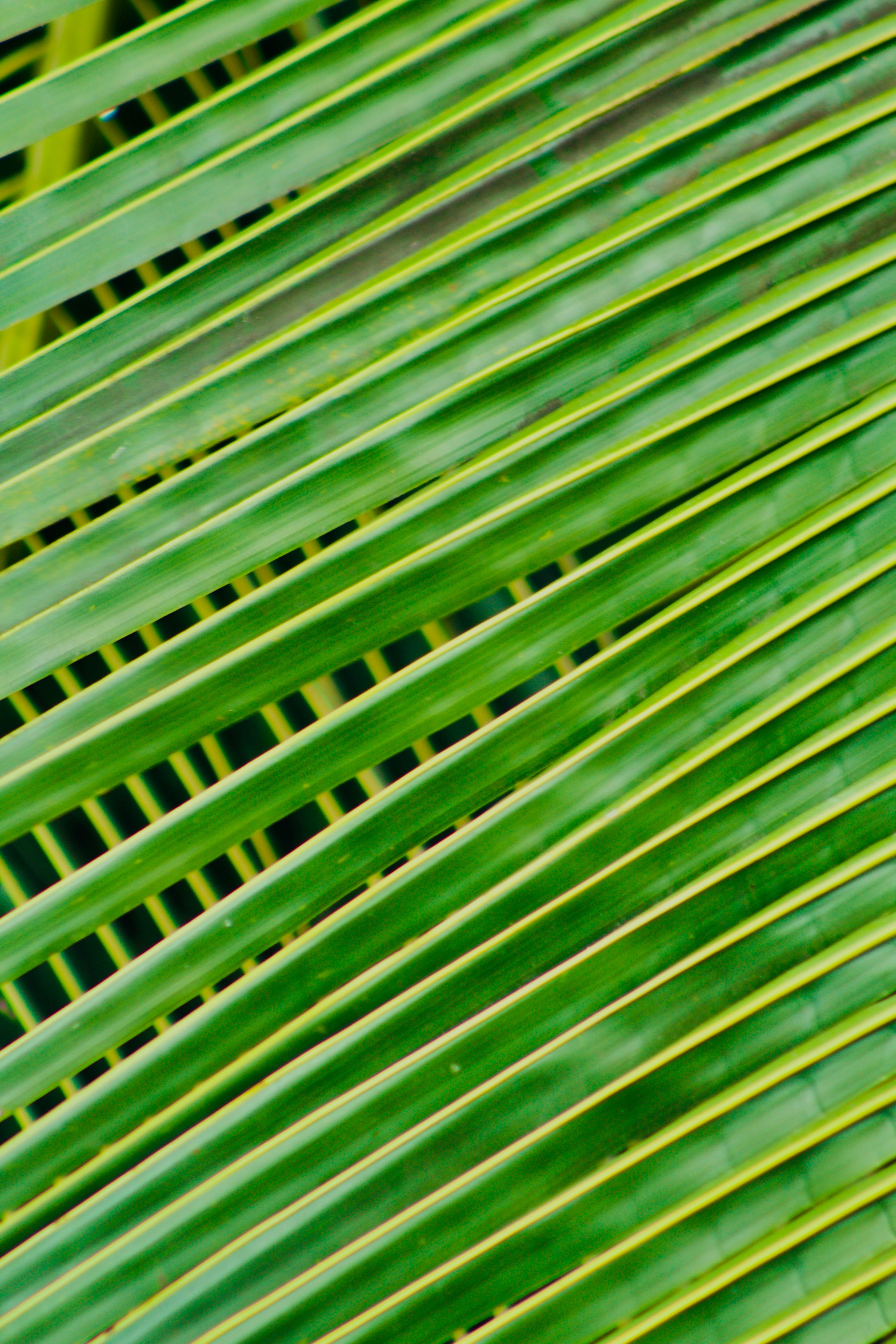 Detailed view of lush green palm leaves displaying natural patterns.